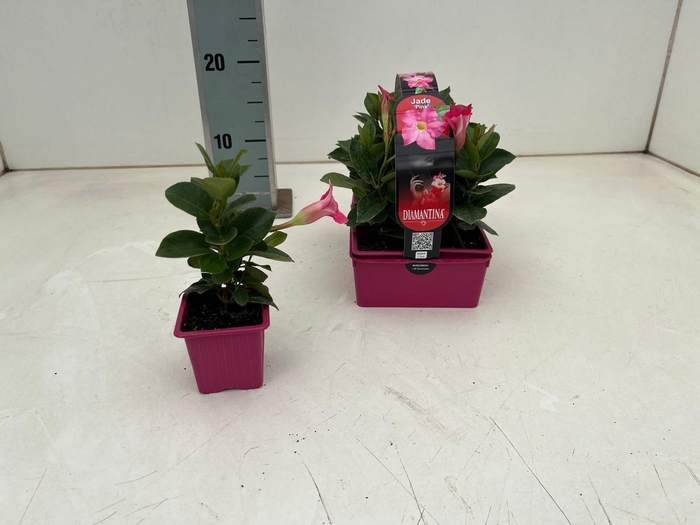 <h4>MANDE SUN CR PINK</h4>