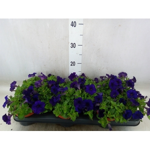 Petunia  'Famous Blue'