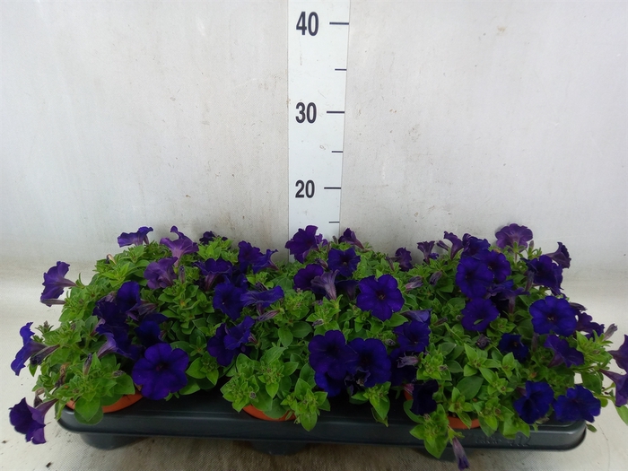 <h4>Petunia  'Famous Blue'</h4>