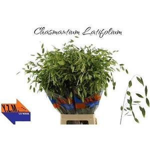 Chasmanthium Latifolium