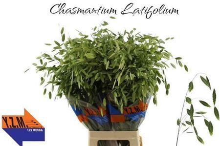 <h4>Chasmanthium Latifolium</h4>