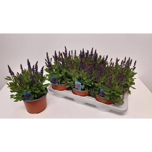 SALVIA NE SE DP BLUE