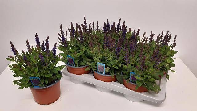 <h4>SALVIA NE SE DP BLUE</h4>