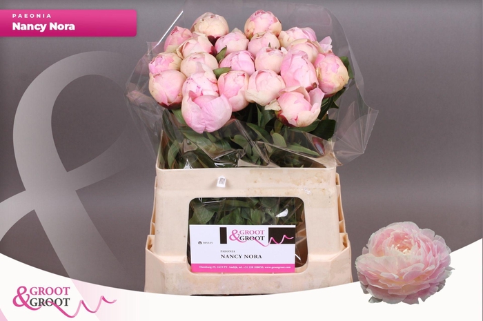 <h4>Paeonia Nancy Nora | Heavy Quality</h4>