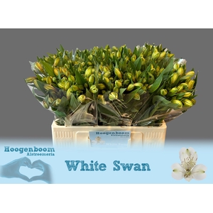 ALSTR WHITE SWAN