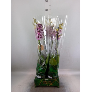 Phalaenopsis   ...