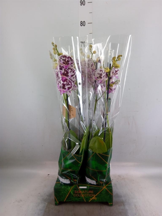 <h4>Phalaenopsis   ...</h4>