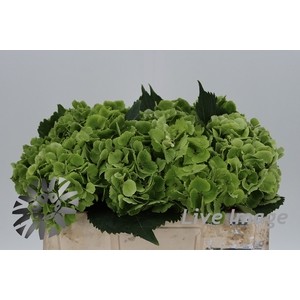 Hydrangea mag emerald classic