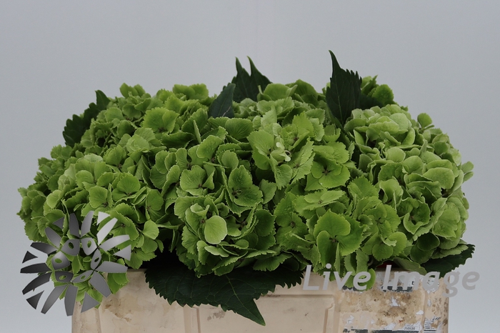 <h4>Hydrangea mag emerald classic</h4>