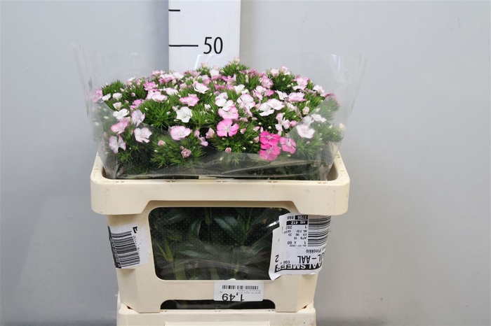 <h4>Di Barb Am Rose</h4>