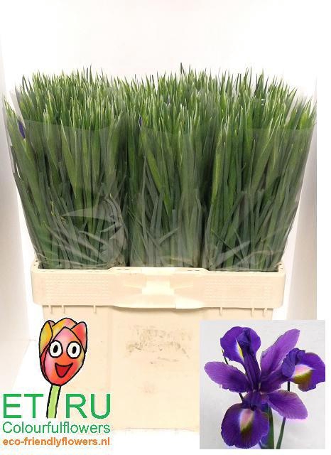 <h4>IRIS BLUE MAGIC</h4>