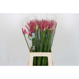 Nerine Favoriet