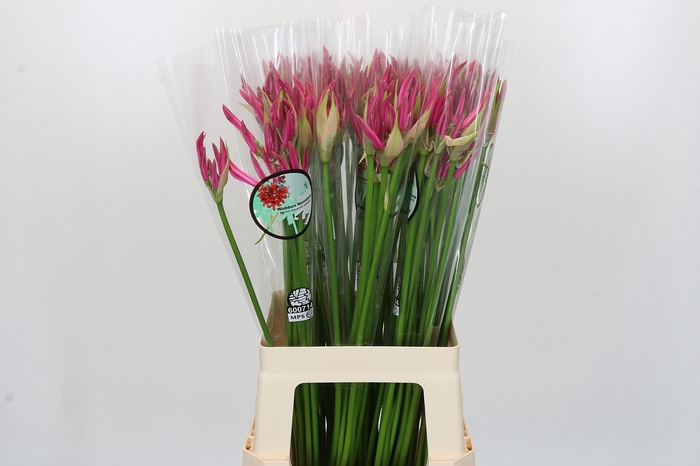 <h4>Nerine Favoriet</h4>