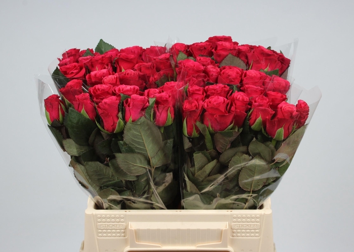 <h4>R GR TACAZZI+</h4>