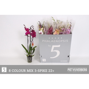 PHAL GEM 8 KL