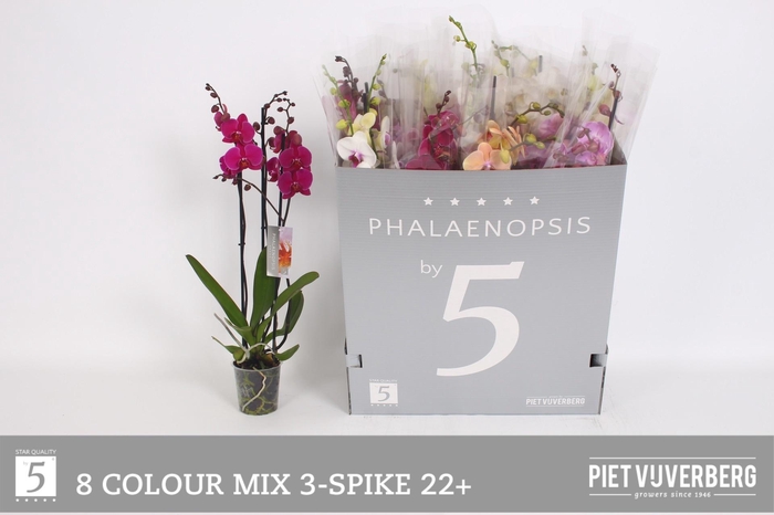 <h4>PHAL GEM 8 KL</h4>