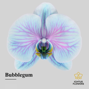 Phalaenopsis
