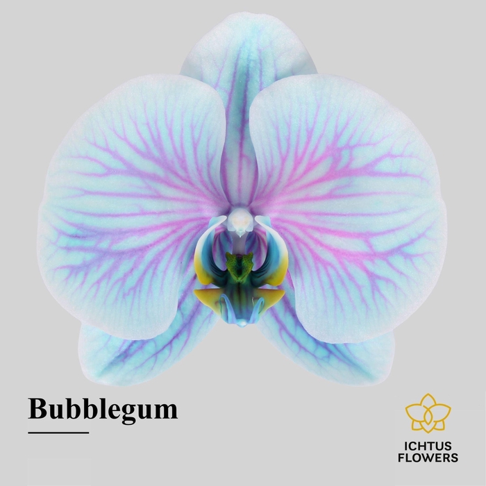 <h4>Phalaenopsis</h4>