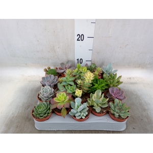 Succulents   ...