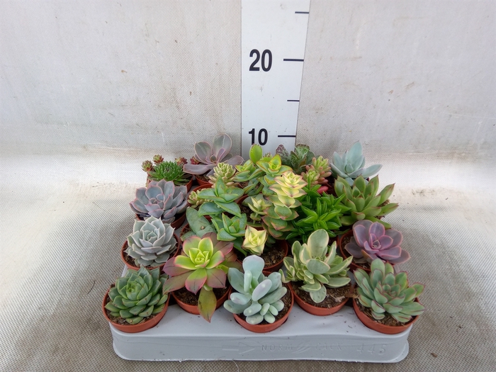 <h4>Succulents   ...</h4>