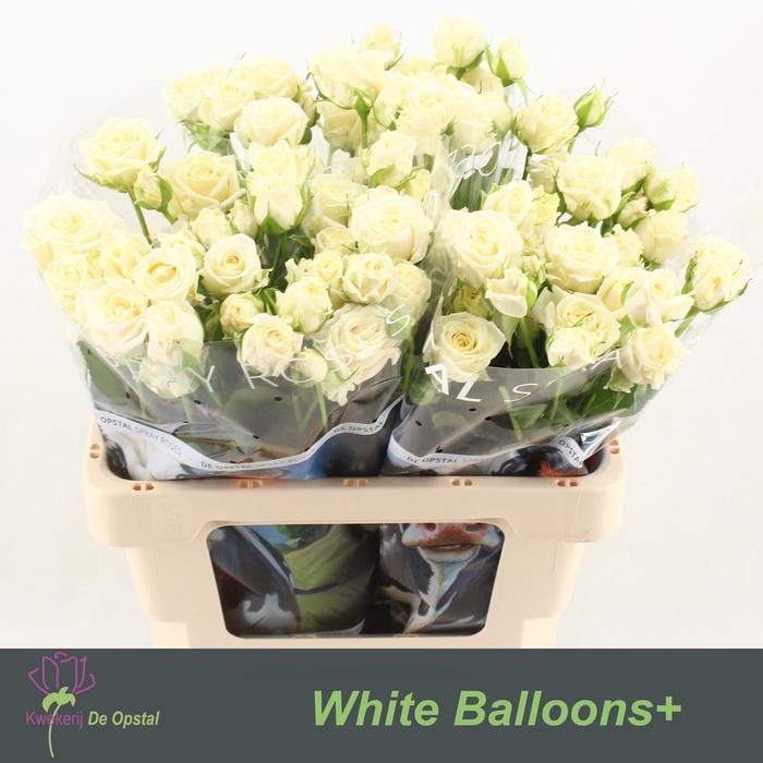 <h4>R tr White Balloons+</h4>