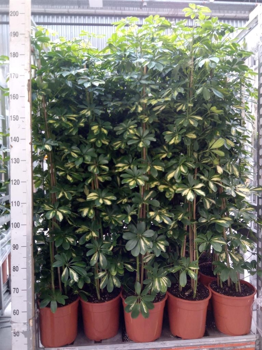 <h4>Schefflera arbor. 'Gold Capella'</h4>