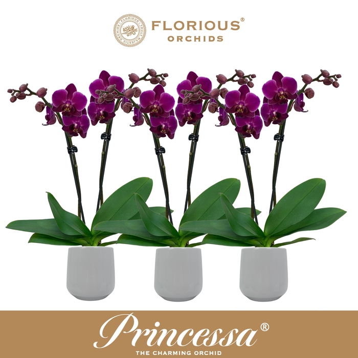 <h4>No9 Phalanopsis 2 Tak Paars+Deco</h4>