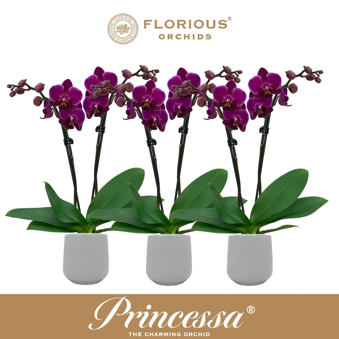 <h4>No9 Phalanopsis 2 Tak Paars+Deco</h4>