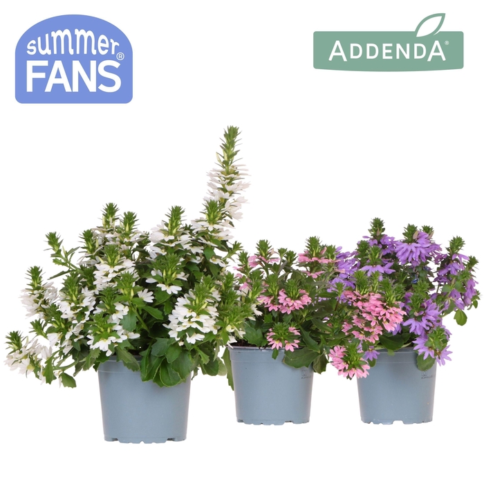 <h4>Scaevola mix</h4>