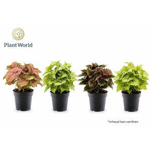 Syngonium Mix