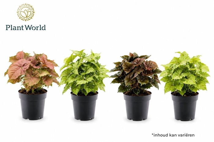 Syngonium Mix