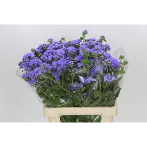 Ageratum Blue Planet