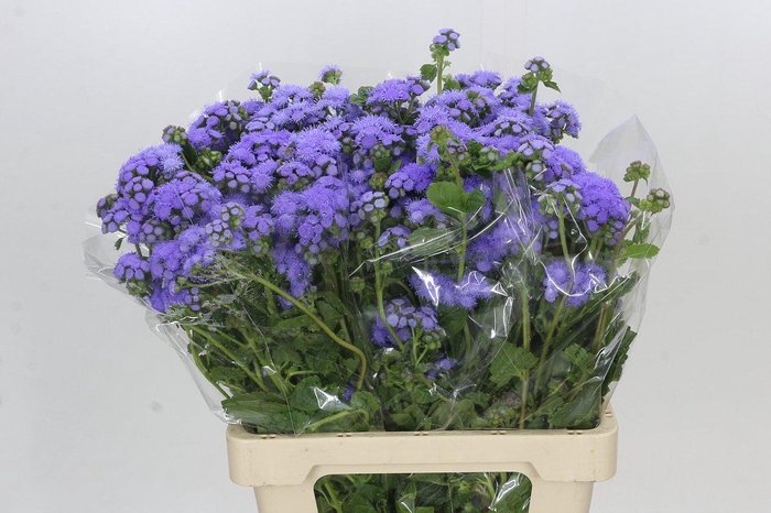 <h4>Ageratum Blue Planet</h4>