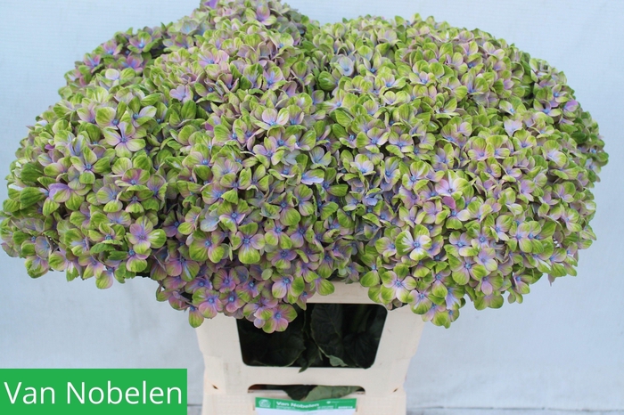 <h4>HYDR M MAG CORAL</h4>