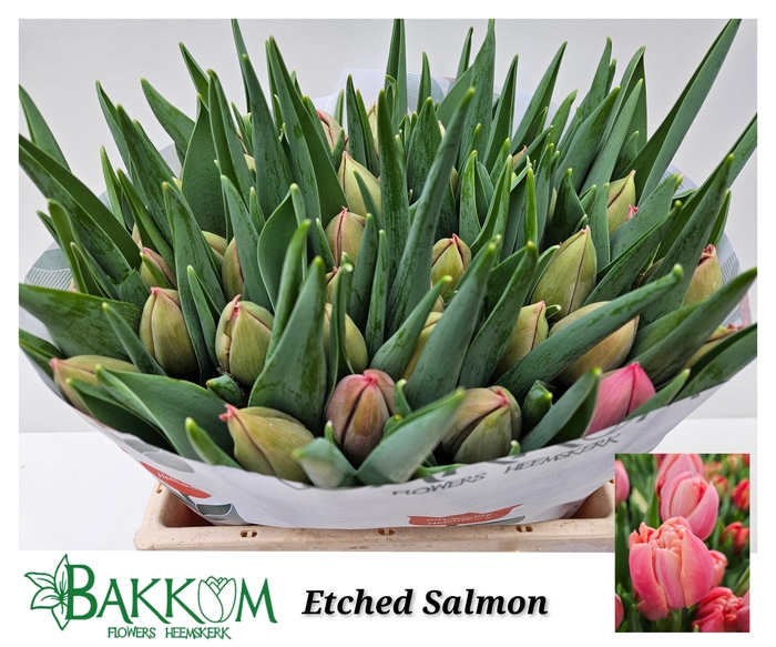 <h4>TU DU ETCHED SALMON</h4>