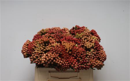 <h4>Kaaps Brunia Red Medium</h4>