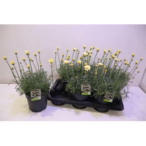 Rhodan H Zagora Yell