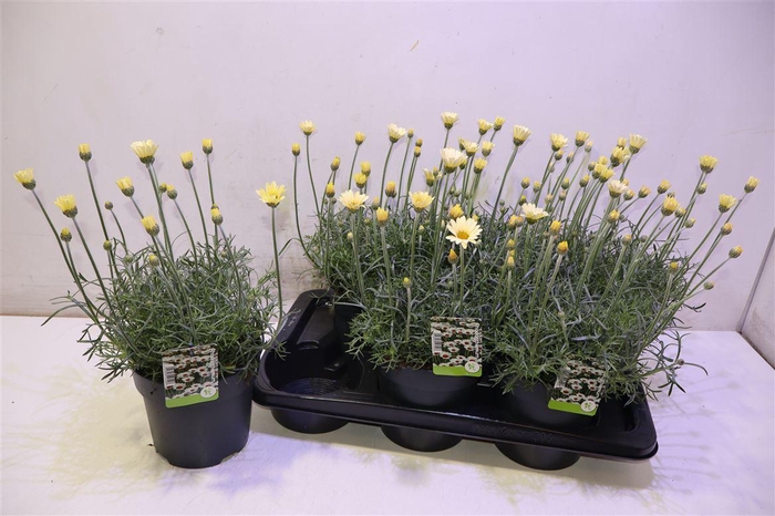 <h4>arr8 Rhodan H Zagora Yell</h4>