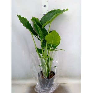 Alocasia gageana