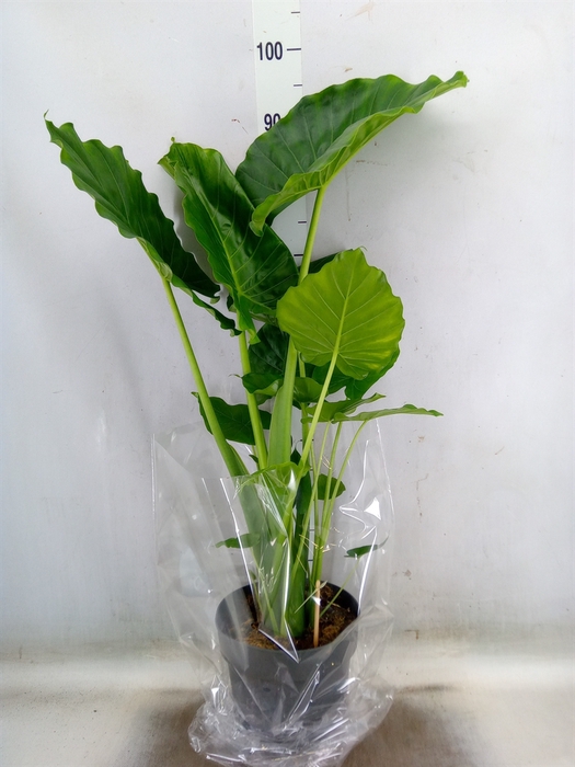 <h4>Alocasia gageana</h4>
