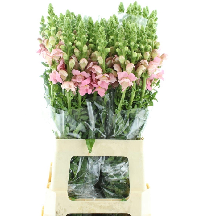 <h4>Antir Potomac Pink</h4>