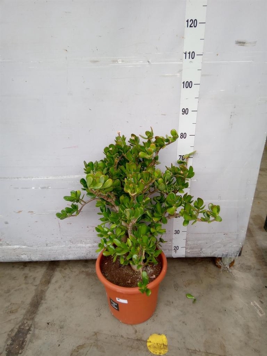 <h4>Crassula ovata</h4>