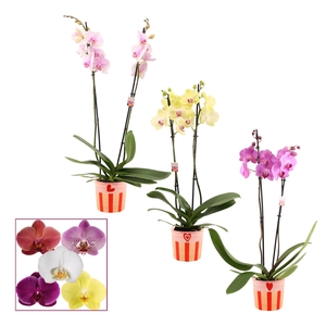PHAL GEM