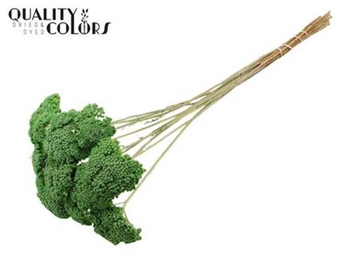 <h4>Achillea Per Stem Frosted Mint Green</h4>