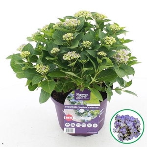 Hydrangea macr. Forever & Ever® 'Hortbux'® Blauw C5 (23cm.) Kn.