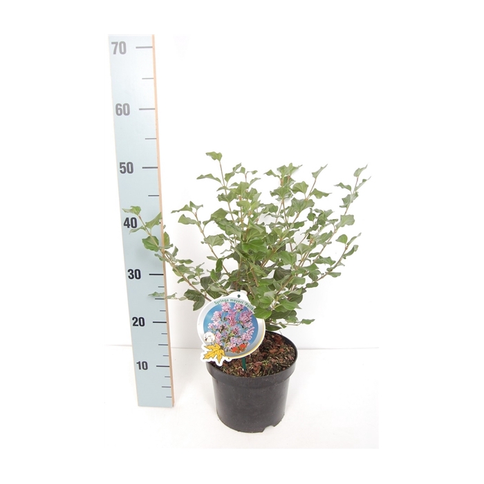 <h4>Syringa mey. Palibin 30-40 C3</h4>