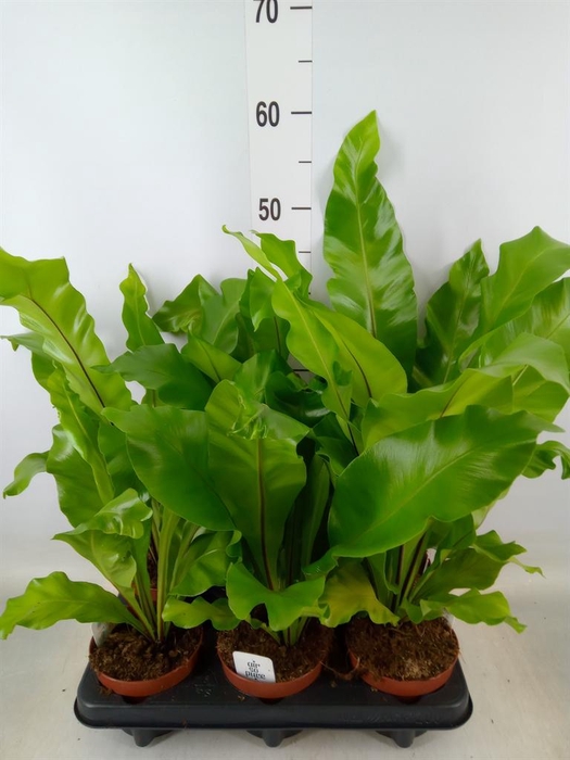 <h4>Asplenium nidus</h4>