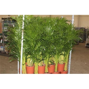 Dypsis Lutescens P24 - H130cm (arec