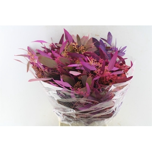 Euca Populus Berry Purple Mix 300 Gram