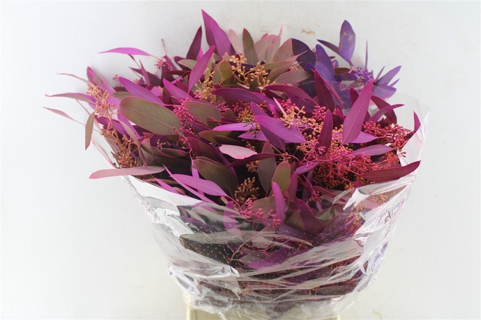 <h4>Euca Populus Berry Purple Mix 300 Gram</h4>